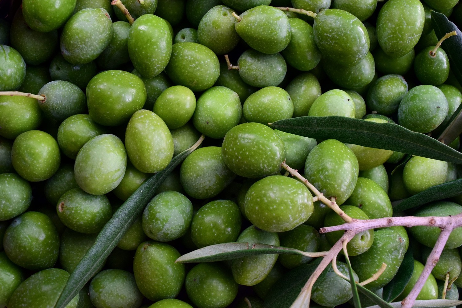 olives-g7aa1b06d6_1920_1500x1000
