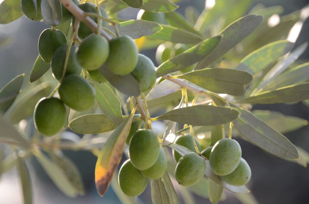 olives, oil, olive-4490867.jpg